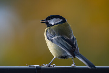 Obraz premium Elegant Great Tit Profile with Warm Bokeh Copy Space