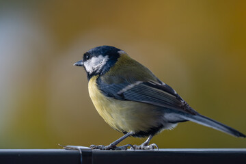 Obraz premium Elegant Great Tit Profile with Warm Bokeh Copy Space