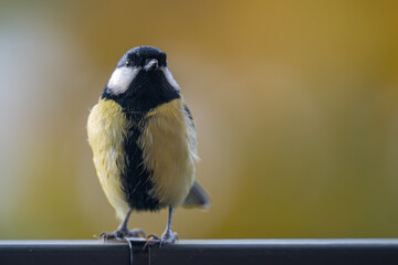 Elegant Great Tit Profile with Warm Bokeh Copy Space