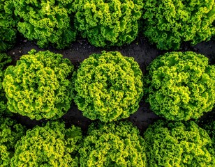 Lush Green Lettuce Heads Growing in a Row.