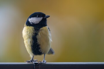 Obraz premium Elegant Great Tit Profile with Warm Bokeh Copy Space