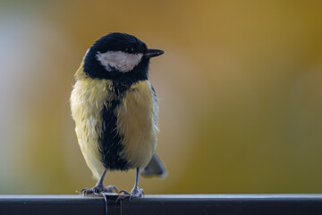 Elegant Great Tit Profile with Warm Bokeh Copy Space