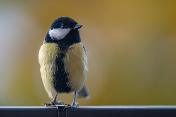Elegant Great Tit Profile with Warm Bokeh Copy Space