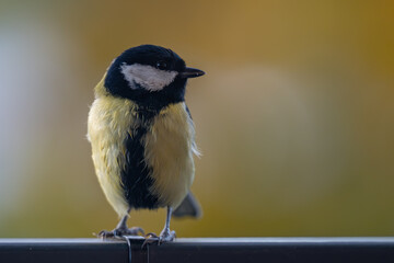 Obraz premium Elegant Great Tit Profile with Warm Bokeh Copy Space