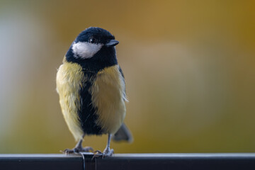 Elegant Great Tit Profile with Warm Bokeh Copy Space