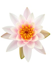 Pink lotus flower, top view