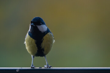 Elegant Great Tit Profile with Warm Bokeh Copy Space