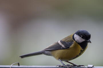 Alert Great Tit: Bird Portrait Looking at Camera with Copy Space