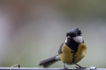 Alert Great Tit: Bird Portrait Looking at Camera with Copy Space