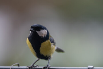 Fototapeta premium Alert Great Tit: Bird Portrait Looking at Camera with Copy Space