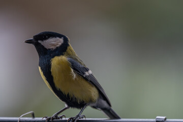 Fototapeta premium Alert Great Tit: Bird Portrait Looking at Camera with Copy Space