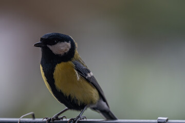 Fototapeta premium Alert Great Tit: Bird Portrait Looking at Camera with Copy Space