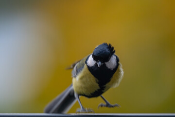 Naklejka premium Great Tit: Bird Portrait on Golden Autumn Background