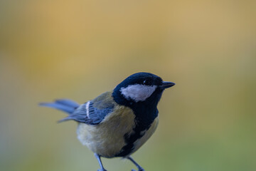 Elegant Great Tit Profile with Warm Bokeh Copy Space