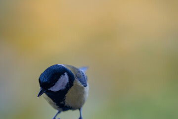 Elegant Great Tit Profile with Warm Bokeh Copy Space
