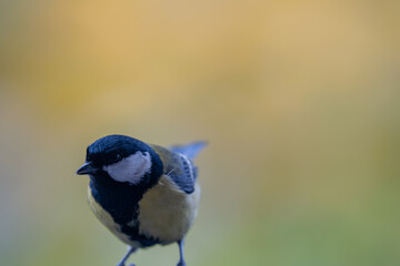 Obraz premium Elegant Great Tit Profile with Warm Bokeh Copy Space