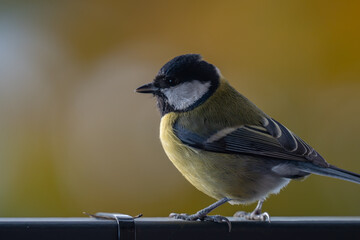Elegant Great Tit Profile with Warm Bokeh Copy Space