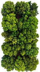 Lush Green Parsley - A Vibrant Culinary Herb.