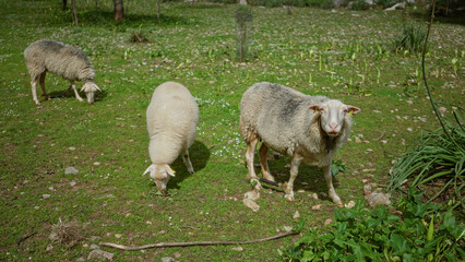 Sheep grazing in a lush green outdoor field, surrounded by nature and tranquility, typical of rural landscapes enhancing a serene and pastoral atmosphere.