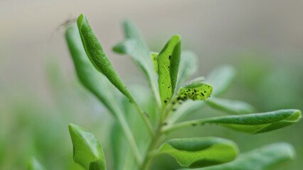 Green leaves with small black spots on a plant outdoors in sunny torrevieja spain, showcasing natural textures and botanical details in a vibrant and lush environment.
