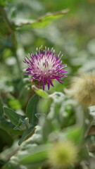 Centaurea flower blooming outdoors in sunny torrevieja, spain showcasing vibrant purple petals among lush foliage capturing mediterranean flora beauty.