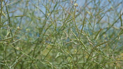 Lush mediterranean shrub with thin green stems under clear sunny sky in torrevieja, spain, showcasing natural local flora beauty and vibrant outdoor scenery.