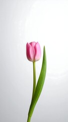 Pink tulip against a light background