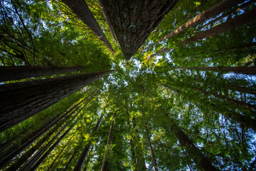 Fototapeta premium Looking up at towering redwood trees in Rotorua’s Whakarewarewa Forest, New Zealand.