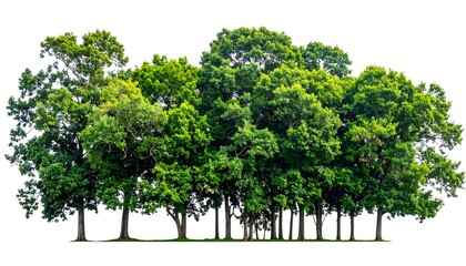 Lush Green Trees - A Vibrant Forest Canopy on White.