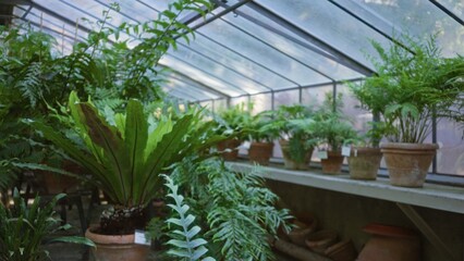 Blurred greenhouse view featuring rows of terracotta pots and lush ferns on a sunlit ledge, rendered with soft shallow bokeh garden; background backdrop copyspace calm.