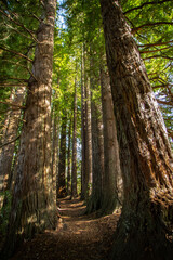 Looking up at towering redwood trees in Rotorua’s Whakarewarewa Forest, New Zealand.
