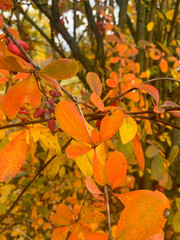 autumn leaves in the garden