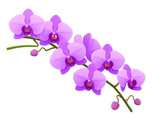 Purple orchid branch
