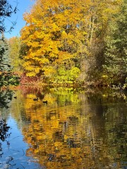 Fototapeta premium golden fall in the park, colorful autumn trees on the pond, falling leaves on the pond surface