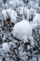 A serene close-up of fluffy white snow resting on delicate, bare branches. The soft focus creates a peaceful, minimalist winter scene, evoking a sense of quiet and calm.