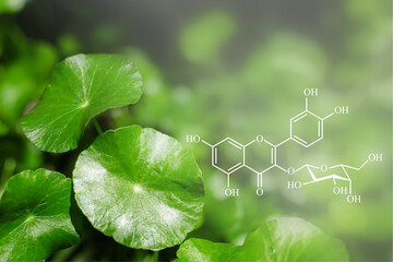 Close-up of fresh leaves with molecular structure illustration of flavonoid glycoside compound. Concept of herbal medicine, natural skincare, antioxidant research, and phytochemistry.