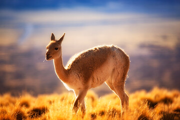 Obraz premium Close-Up Portrait of a Brown Llama in Natural Mountain Landscape