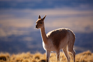 Obraz premium Close-Up Portrait of a Brown Llama in Natural Mountain Landscape