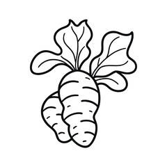 Fototapeta premium Ginger Root Outline Vector Illustration