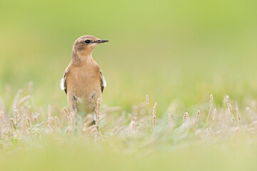 A northern wheatear (Oenanthe oenanthe) in a field.