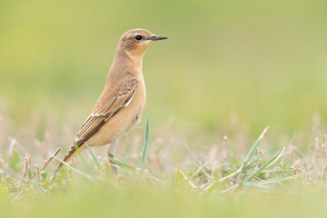A northern wheatear (Oenanthe oenanthe) in a field.