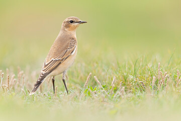 A northern wheatear (Oenanthe oenanthe) in a field.