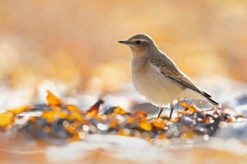 A northern wheatear (Oenanthe oenanthe) on the ground with backlight.