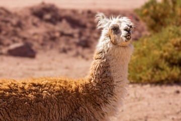 Obraz premium Close-Up Portrait of a Brown Llama in Natural Mountain Landscape