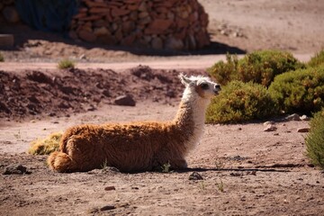 Obraz premium Close-Up Portrait of a Brown Llama in Natural Mountain Landscape