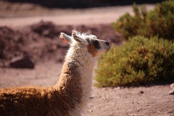 Obraz premium Close-Up Portrait of a Brown Llama in Natural Mountain Landscape