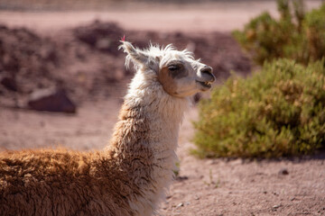 Obraz premium Close-Up Portrait of a Brown Llama in Natural Mountain Landscape