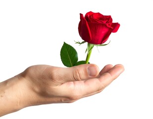 Red rose held in a hand