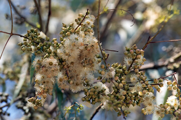 Inflorescence of a river red gum, Eucalyptus camaldulensis