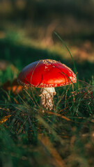 amanita muscaria fly agaric mushroom